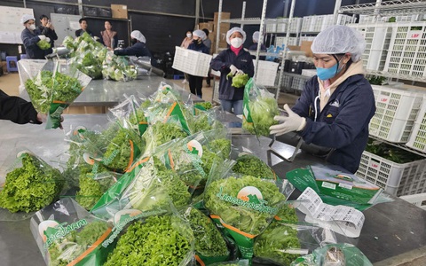 Nếu không kiểm soát tốt, chuyện giá đỗ ngâm chất cấm không chỉ dừng lại ở Bách Hóa Xanh