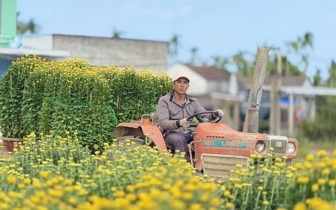 Hoa cúc Tết rực vàng các ngôi làng bên bờ sông Vệ