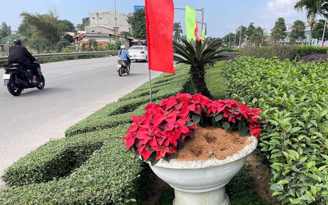 Ngán ngẩm nạn trộm hoa trang trí Tết, công nhân môi trường tìm đỏ mắt không ra hoa thay thế