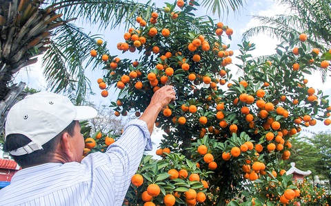 Quyên góp quất cảnh sau Tết để phủ xanh các khu đất công cộng