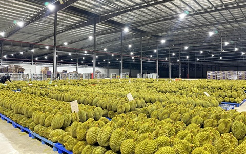 Vụ sầu riêng gặp khó xuất khẩu sang Trung Quốc: Tuyệt đối không sử dụng vàng O để sơ chế