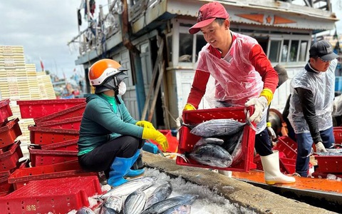 Về cảng cá kiên cường ngày giáp Tết