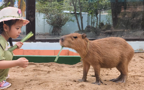 Cận cảnh gia đình capybara Phú Quý Cát Tường đáng yêu ở Thảo cầm viên Sài Gòn