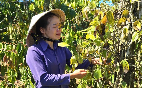 Hàng trăm trụ tiêu, cà phê của bà mẹ đơn thân bị kẻ gian chặt phá