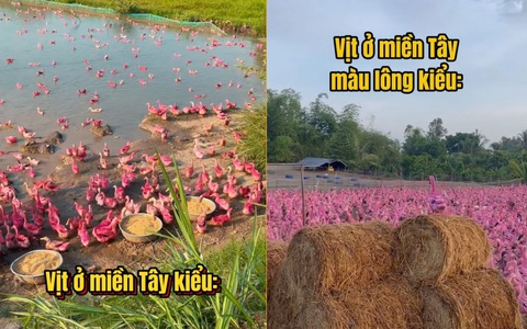 Độc lạ đàn vịt màu hồng ở miền Tây