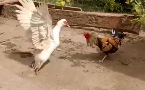 Gà trống bị ngan đánh tơi bời
