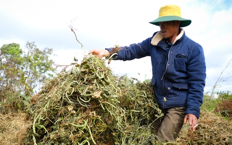Nhiều loại rau rớt giá thê thảm chỉ còn 1.000 đồng/kg, nông dân khóc ròng