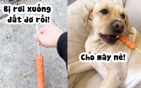 Chú chó nổi cáu khi phát hiện bị cậu chủ cho thức ăn dơ