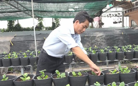Góc nhìn trưa nay | Nhộn nhịp sản xuất cây công trình tại làng hoa Sa Đéc