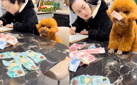 Chú chó nổi quạu vì sen không chia sẻ khi trộm tiền của 'nóc nhà'