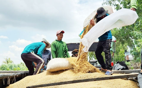 Xuất khẩu gạo tăng, dịch chuyển tích cực sang gạo thơm, gạo đặc sản