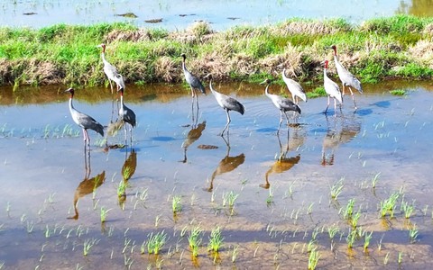 Đàn sếu đầu đỏ 9 con thong dong kiếm ăn ở Khu bảo tồn Phú Mỹ