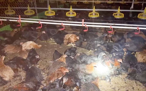 Chập điện làm 8.000 con gà chết trong đêm, chủ trang trại thiệt hại tiền tỉ