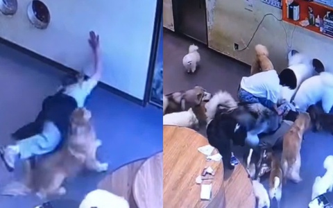 Đàn chó vội chạy đến hỏi thăm khi thấy cô chủ ngã