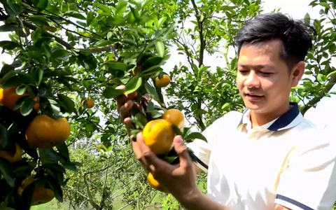 Góc nhìn trưa nay | Hiệu quả kinh tế từ canh tác quýt hồng trái vụ