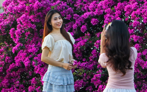 Tháng 3 về, ngắm hoa giấy bung nở dọc bờ sông Hàn