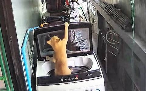 Mèo vô tình nhốt mình vào trong máy giặt
