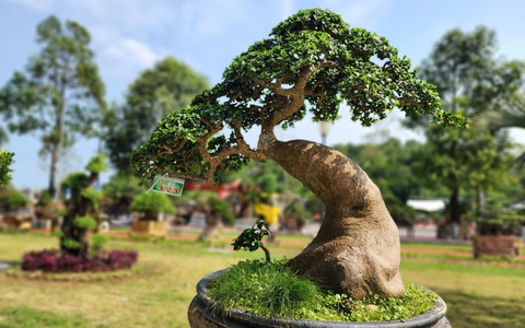 Hơn 1.000 bonsai đổ về Quảng Ngãi, khách đến xem trầm trồ trước siêu cây