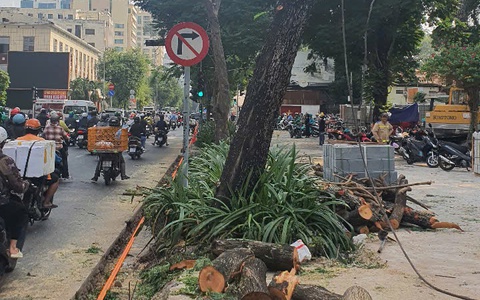 Thi công vỉa hè làm ảnh hưởng rễ cây xanh, nhà thầu nói: 'Không tránh khỏi làm đứt rễ cây'