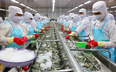 Vợ chồng 'vua tôm' Minh Phú nhận cổ tức hơn 101 tỉ đồng, kiểm toán ghi nhận rủi ro thuế