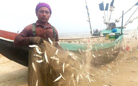 Ngư dân trúng đậm mùa cá trích theo bầy đẻ trứng