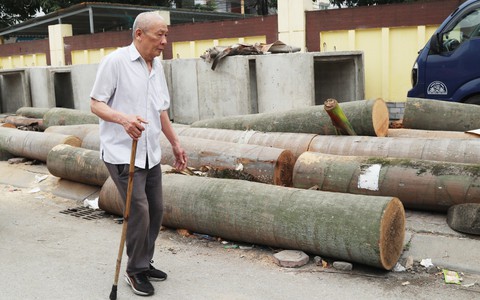 Vì sao cắt cây xanh, đào cả trăm gốc rồi 'bỏ mặc' cả tháng trời?