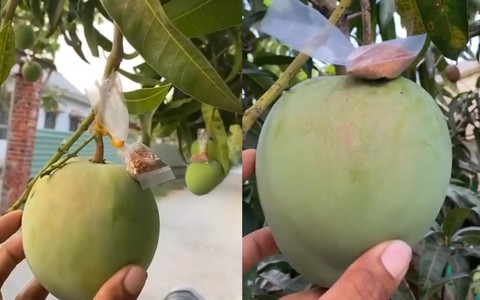 Gia chủ trồng xoài có tâm nhất Việt Nam