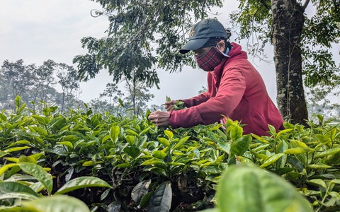 Công ty chè Biển Hồ phá hàng trăm hecta chè để trồng cà phê vì thua lỗ