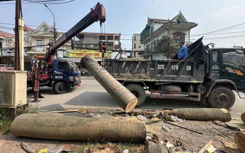 Vụ 'bỏ mặc' cả tháng trời cây xanh đã cắt: Di dời cây xuyên đêm