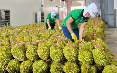 Sầu riêng bị kiểm tra nghiêm ngặt, xuất khẩu rau quả sang Trung Quốc giảm gần một nửa