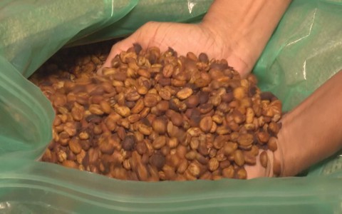 Góc nhìn trưa nay | Phát triển cà phê đặc sản