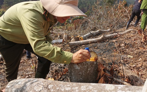 Lâm Đồng thu hồi hàng loạt dự án thuê rừng nhưng không đầu tư