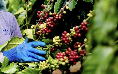 Giá cà phê Arabica đang tăng, cà phê trong nước cao nhất 135.200 đồng/kg
