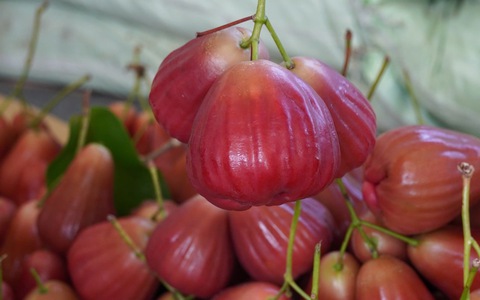Mận hồng Sóc Trăng đắt như tôm tươi, thương lái cân 80.000 đồng/kg