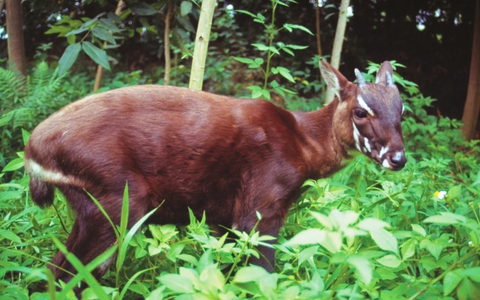 Huế tiếp nhận 3,1 tỉ đồng từ WWF để theo dấu ‘kỳ lân châu Á’