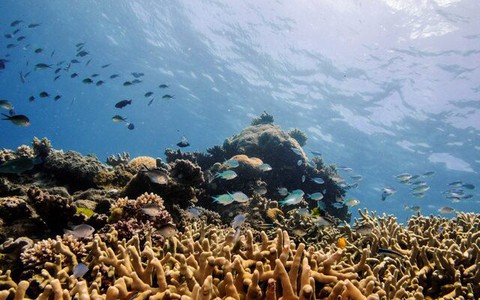 Phát hiện hệ sinh thái biển 'lạ' sau vụ va chạm tiểu hành tinh Chicxulub