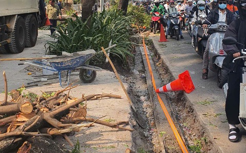 Xử lý nhà thầu xâm hại cây xanh tại quận 1 vì 'chặt rễ cây khi chưa được cấp phép'