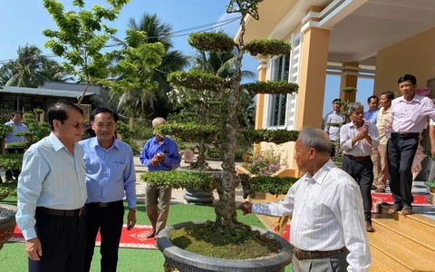 Trồng mai nu chiếu thủy mỗi hộ thu lợi nhuận hơn 400 triệu đồng