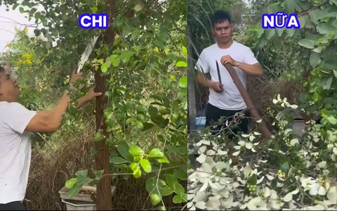 Nỗi lòng của cô gái mua cây táo Thái trên mạng