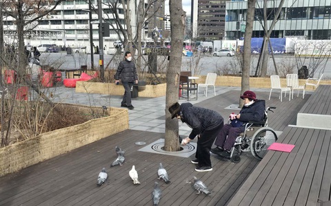 Seoul sẽ phạt nặng người cho bồ câu ăn ở nơi công cộng