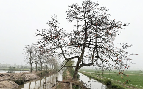 Mời người đòi thu phí chụp ảnh cây gạo ở Hà Nam lên phường làm việc