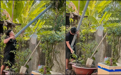 Màn hái xoài IQ vô cực