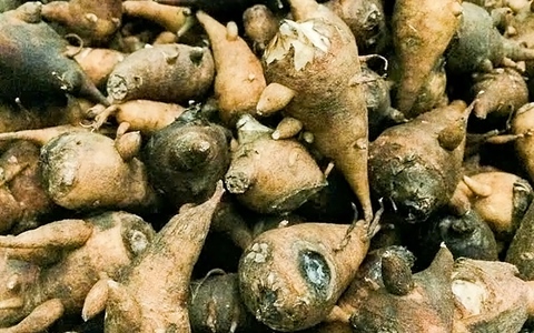 Ăn củ ấu tàu thay cơm, người phụ nữ nhập viện vì ngộ độc