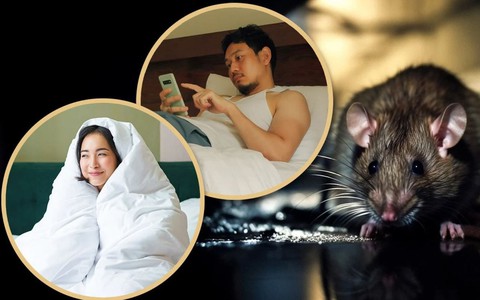 'Người chuột' là từ dùng chỉ ai?