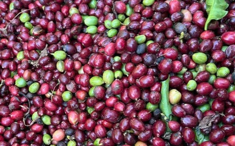 Giá cà phê tăng lại sau khi Mỹ hoãn áp thuế đối ứng, kỳ vọng đạt lại mức đỉnh