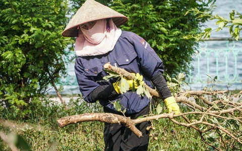 Hà Nội dự kiến sẽ chặt hạ, dịch chuyển 98 cây xanh để thi công con đường 'đắt nhất hành tinh'