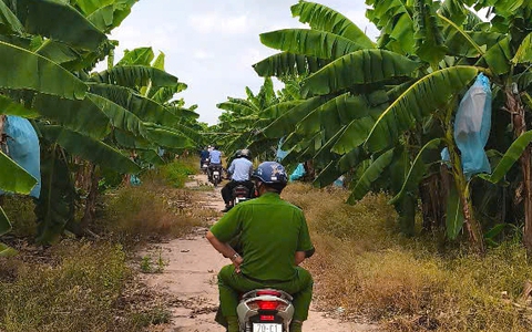 Khảo sát thi hành án tại vườn chuối 50 tỉ của 'vua chuối' Út Huy, mảnh đất dùng dằng nhiều vụ án