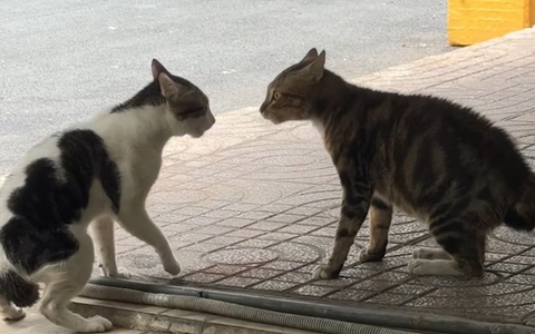 Cười sảng với hai chú mèo đấu võ mồm