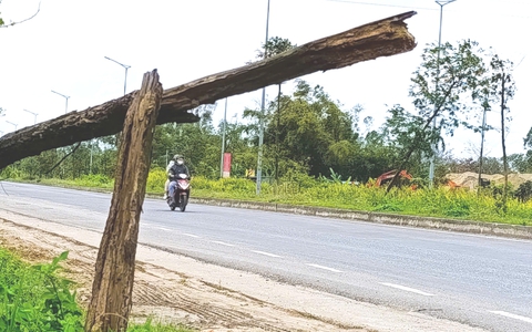 Cây xanh chết khô, trụi lá trên đường 500 tỉ ở Đà Nẵng: Ban quản lý nói khắc phục trong tháng 4