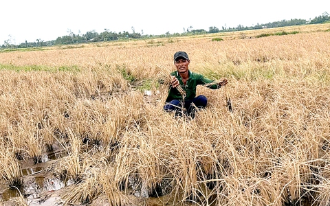 Phó thủ tướng Trần Hồng Hà chỉ đạo làm rõ vụ lúa chết gần công trình cao tốc